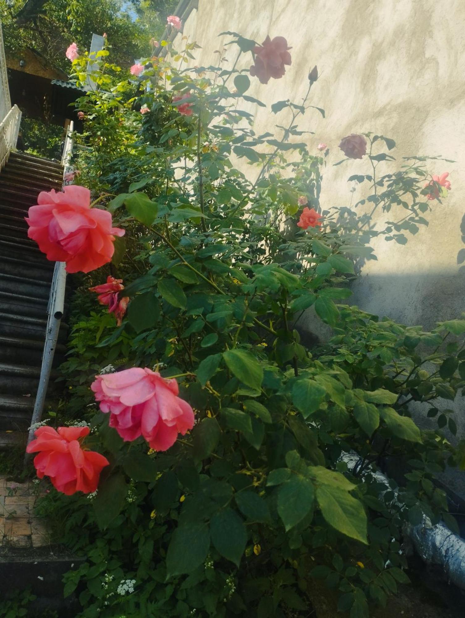 Bbq House Daire Dilican Dış mekan fotoğraf
